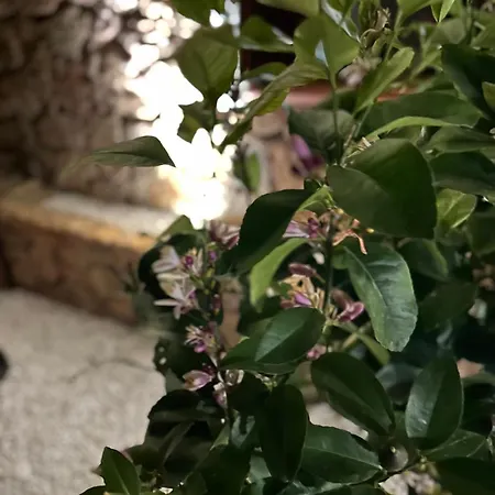 - Sandalia Ferienhaus Budoni